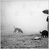 Damnation : photo Bela Tarr