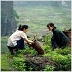 Les Filles du botaniste : photo Dai Sijie, Mylène Jampanoï