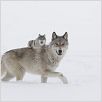 La Jeune fille et les loups : photo Gilles Legrand