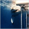 Les Dents de la Mer : photo Steven Spielberg