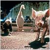 Babe, le cochon dans la ville : photo George Miller