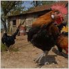 La Vie sauvage des animaux domestiques : photo Dominique Garing, Frédéric Goupil