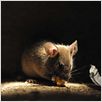 La Vie sauvage des animaux domestiques : photo Dominique Garing, Frédéric Goupil