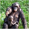 Bonobos : photo Alain Tixier