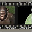 La Planète des singes : les origines : photo Andy Serkis