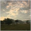 Bovines : photo