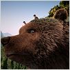 L'Ours Montagne : photo