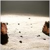 Sur la piste du Marsupilami : Photo Alain Chabat, Jamel Debbouze