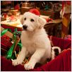 Les Chiots Noël, la relève est arrivée : photo