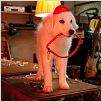 Les Chiots Noël, la relève est arrivée : photo