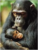 Jane Goodall : retour à Gombe