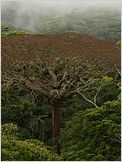 Il était une forêt