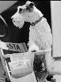 Asta (II)
