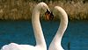 <strong>Les Animaux amoureux</strong> Bande-annonce VF