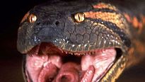 <strong>Anaconda</strong> Bande-annonce VO