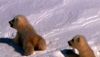 <strong>Un jour sur Terre</strong> Extrait vidéo (2) VF