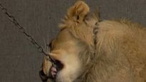 <strong>Le Roi Lion</strong> Making Of (3) VO