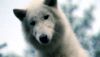 <strong>Survivre avec les loups</strong> Bande-annonce VF