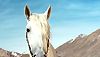 <strong>Lucky Luke</strong> Teaser (3) VF
