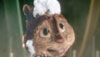 <strong>Alvin et les Chipmunks</strong> Extrait vidéo (2) VF