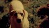 <strong>Louise-Michel</strong> Extrait vidéo (3) VF