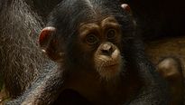 <strong>Chimpanzés</strong> Bande-annonce VF