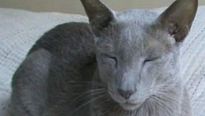 <strong>Le Chat du Rabbin</strong> Making Of VF