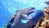 <strong>Voyage sous les mers 3D</strong> Bande-annonce VF