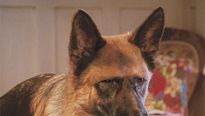 <strong>Comme chiens et chats - La Revanche de Kitty Galore</strong> Teaser VO