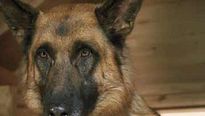 <strong>Comme chiens et chats - La Revanche de Kitty Galore</strong> Bande-annonce VF