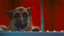 <strong>Comme chiens et chats - La Revanche de Kitty Galore</strong> Extrait vidéo (2) VF