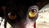 <strong>Rango</strong> Teaser (2) VO