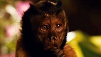 <strong>Zookeeper</strong> Extrait vidéo (3) VF