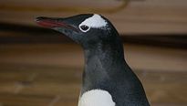 <strong>M. Popper et ses pingouins</strong> Extrait vidéo (4) VF