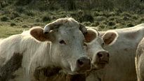 <strong>Bovines</strong> Bande-annonce VF