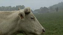 <strong>Bovines</strong> Teaser (2) VF
