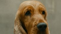 <strong>Boule & Bill</strong> Bande-annonce (2) VF