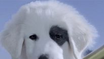<strong>Les Chiots Noël, la relève est arrivée</strong> Bande-annonce VO