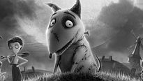 <strong>Top 5</strong> N°343 - Les animaux de compagnie qui n'existent pas