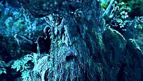 <strong>Top 5</strong> N°402 - Les arbres qui parlent