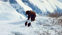 Grizzly - EXTRAIT VF "Les premiers pas"