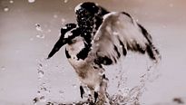 <strong>Nature</strong> Bande-annonce VF
