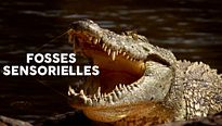 Nature - EXTRAIT VF "Le crocodile du Nil"