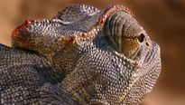 Nature - EXTRAIT VF "Le caméléon"