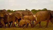 Nature - EXTRAIT VF "L'éléphant d'Afrique"