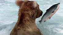 Grizzly - EXTRAIT VF "Pêche au saumon"