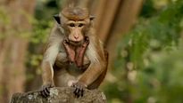 <strong>Au Royaume des Singes</strong> Bande-annonce VF