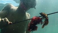 <strong>Le Chant d'une île</strong> Bande-annonce VF