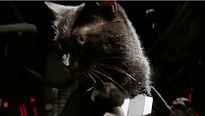 Star Wars VII... version chiens et chats !