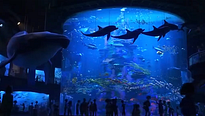 <strong>Top 5</strong> N°763 - Les aquariums